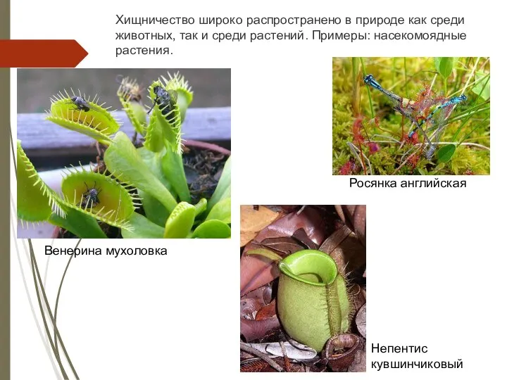 Хищничество широко распространено в природе как среди животных, так и среди