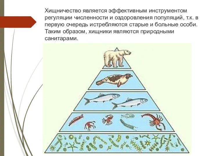 Хищничество является эффективным инструментом регуляции численности и оздоровления популяций, т.к. в