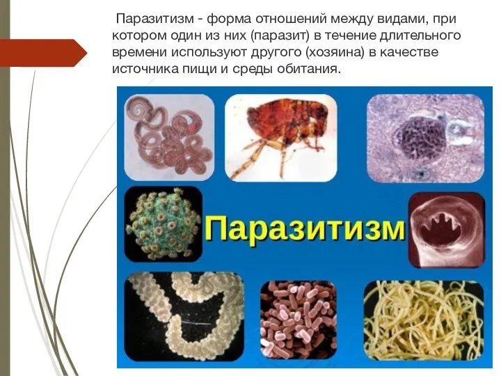 Паразитизм - форма отношений между видами, при котором один из них