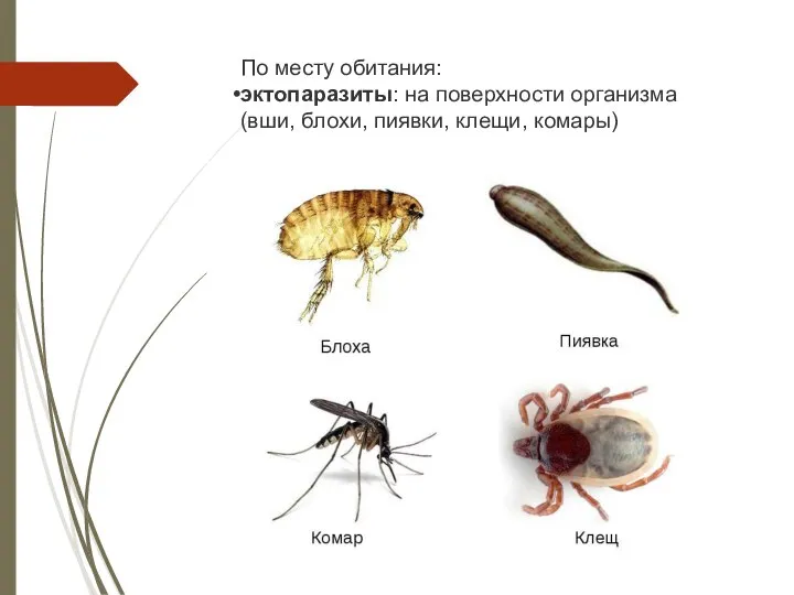 По месту обитания: эктопаразиты: на поверхности организма (вши, блохи, пиявки, клещи, комары)