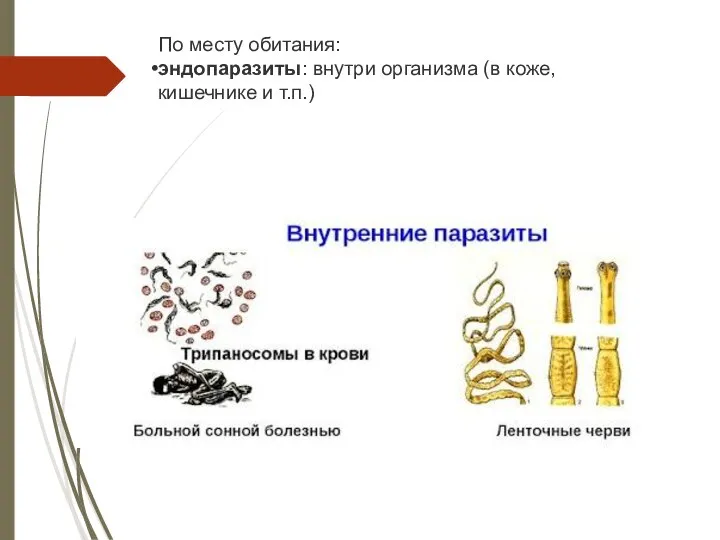 По месту обитания: эндопаразиты: внутри организма (в коже, кишечнике и т.п.)