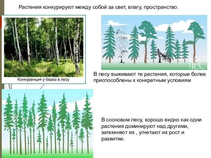 Растения конкурируют между собой за свет, влагу, пространство. В лесу выживают