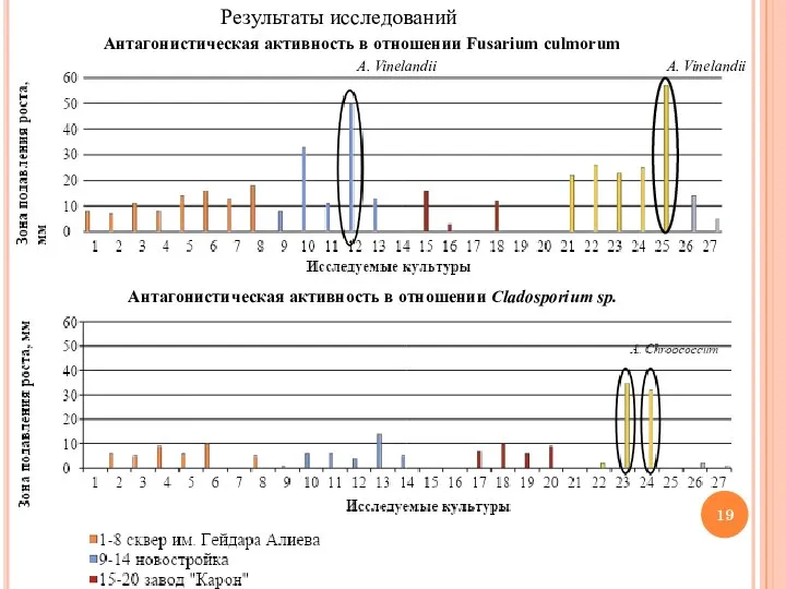 Результаты исследований Антагонистическая активность в отношении Fusarium culmorum Антагонистическая активность в