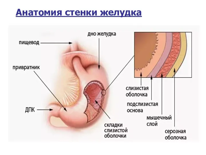 Анатомия стенки желудка