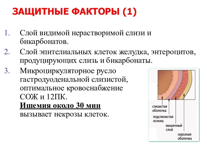 ЗАЩИТНЫЕ ФАКТОРЫ (1) Слой видимой нерастворимой слизи и бикарбонатов. Слой эпителиальных