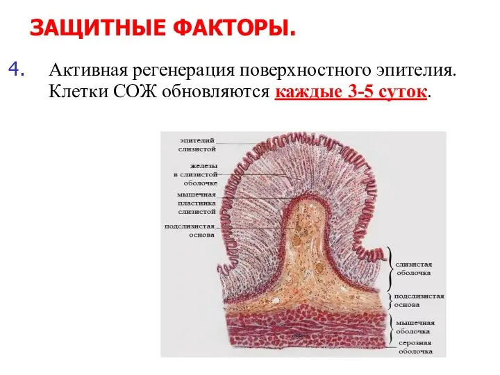 ЗАЩИТНЫЕ ФАКТОРЫ. Активная регенерация поверхностного эпителия. Клетки СОЖ обновляются каждые 3-5 суток.