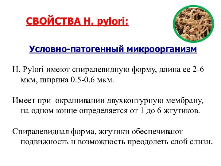 СВОЙСТВА H. рylori: Условно-патогенный микроорганизм Н. Pylori имеют спиралевидную форму, длина