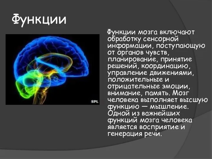 Функции Функции мозга включают обработку сенсорной информации, поступающую от органов чувств,