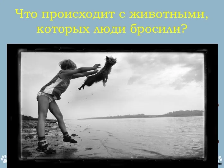 Что происходит с животными, которых люди бросили?