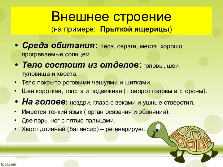 Внешнее строение (на примере: Прыткой ящерицы) Среда обитания: леса, овраги, места,