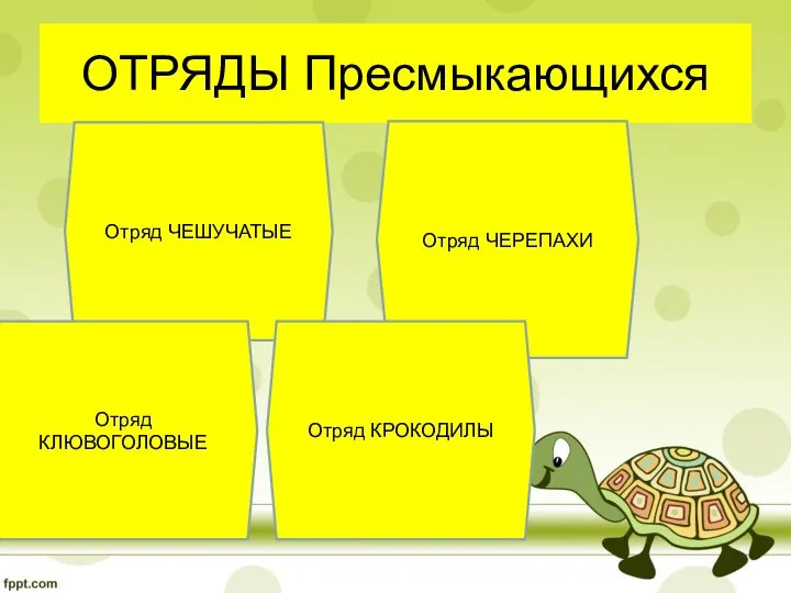 ОТРЯДЫ Пресмыкающихся Отряд ЧЕШУЧАТЫЕ Отряд ЧЕРЕПАХИ Отряд КРОКОДИЛЫ Отряд КЛЮВОГОЛОВЫЕ