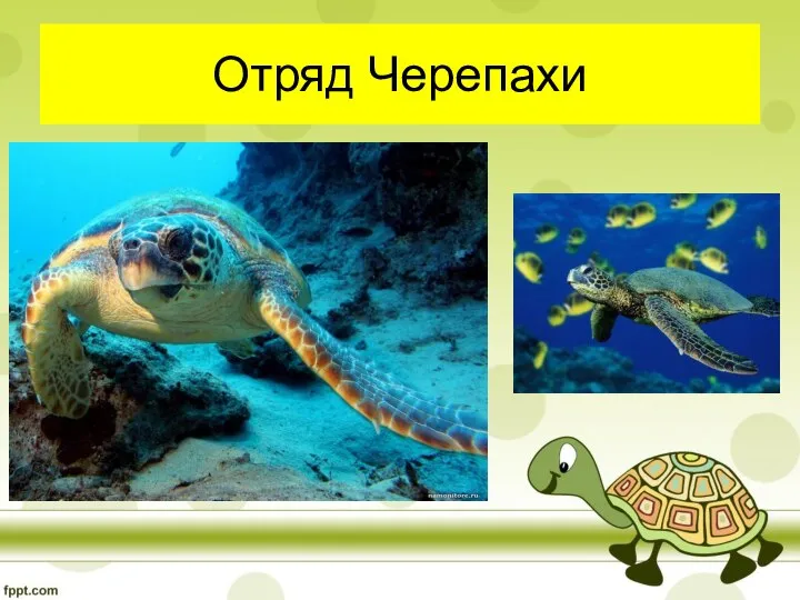 Отряд Черепахи