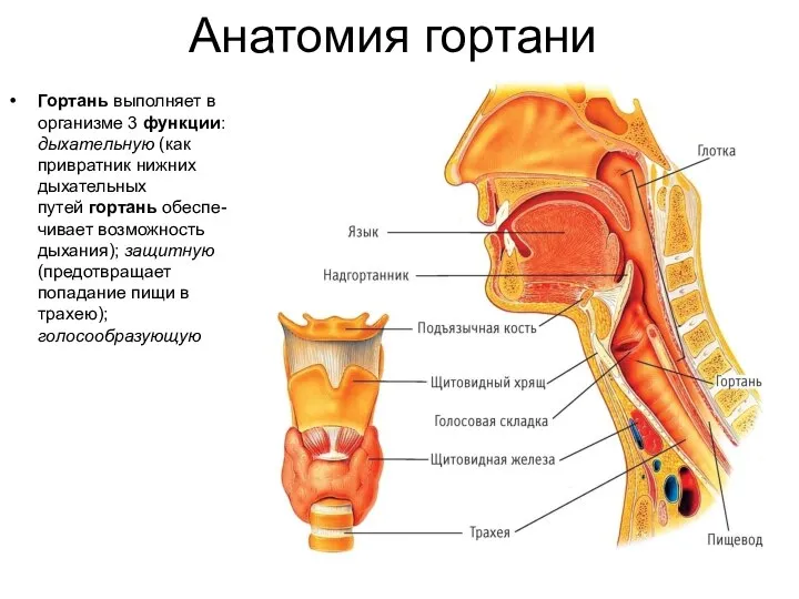 Анатомия гортани Гортань выполняет в организме 3 функции: дыхательную (как привратник