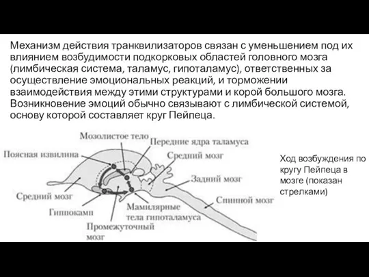 Механизм действия транквилизаторов связан с уменьшением под их влиянием возбудимости подкорковых