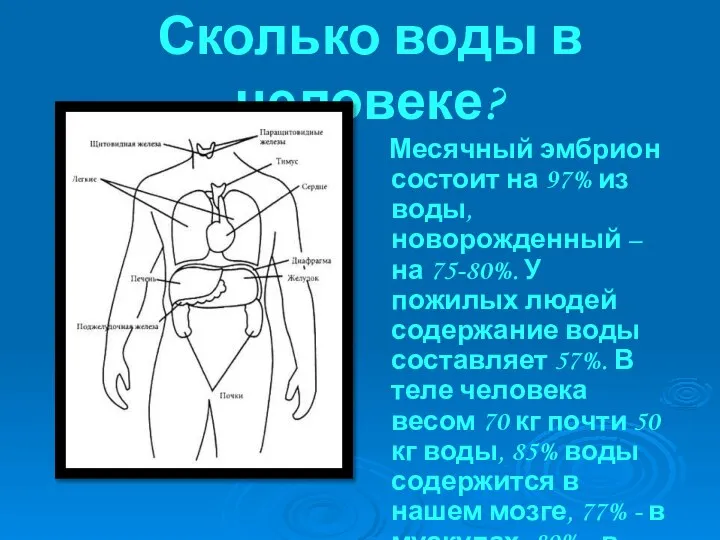 Сколько воды в человеке? Месячный эмбрион состоит на 97% из воды,