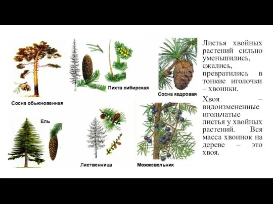 Листья хвойных растений сильно уменьшились, сжались, превратились в тонкие иголочки –