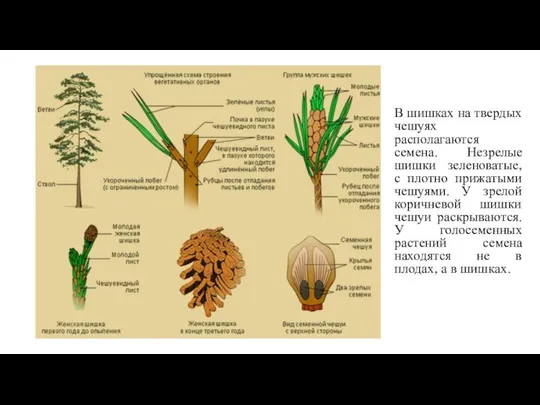 В шишках на твердых чешуях располагаются семена. Незрелые шишки зеленоватые, с
