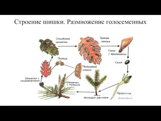 Строение шишки. Размножение голосеменных