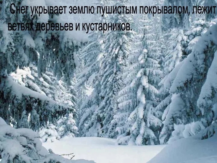 Снег укрывает землю пушистым покрывалом, лежит на ветвях деревьев и кустарников.