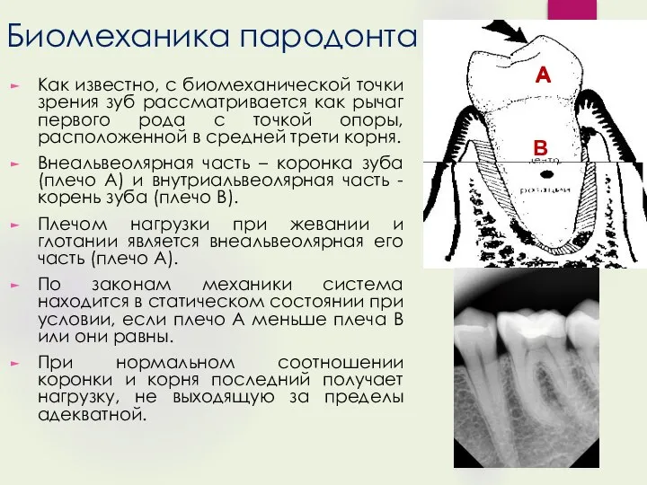 Биомеханика пародонта Как известно, с биомеханической точки зрения зуб рассматривается как