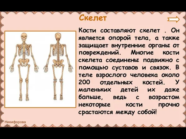 Кости составляют скелет . Он является опорой тела, а также защищает