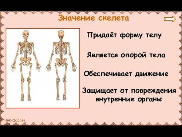 Значение скелета Придаёт форму телу Является опорой тела Обеспечивает движение Защищает от повреждения внутренние органы