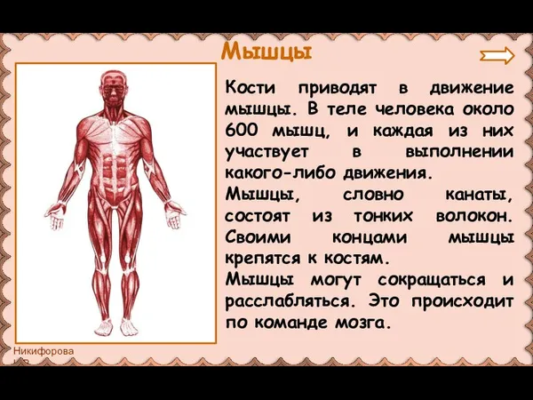 Кости приводят в движение мышцы. В теле человека около 600 мышц,