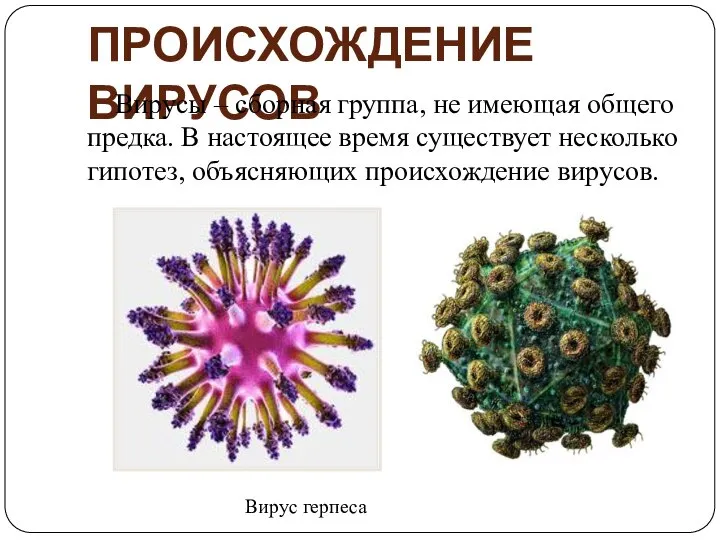 ПРОИСХОЖДЕНИЕ ВИРУСОВ Вирусы — сборная группа, не имеющая общего предка. В