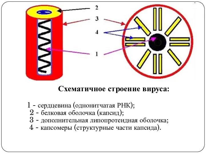 Схематичное строение вируса: 1 - сердцевина (однонитчатая РНК); 2 - белковая