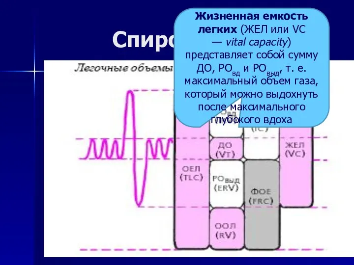 Спирометрия Жизненная емкость легких (ЖЕЛ или VC — vital capacity) представляет