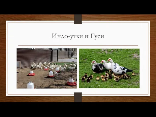 Индо-утки и Гуси