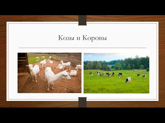 Козы и Коровы