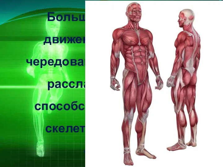 Большая амплитуда движений, ритмичное чередование напряжения и расслабления мышц способствуют развитию скелетно - мышечной системы