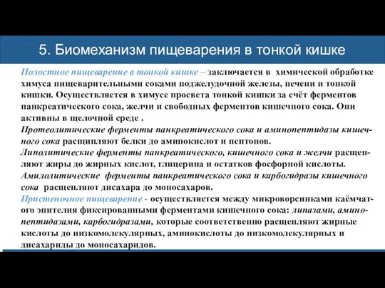 Механическая обработка пищи Механическая обработка пищи Механическая обработка пищи 5. Биомеханизм