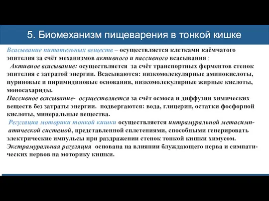 Механическая обработка пищи Механическая обработка пищи Механическая обработка пищи 5. Биомеханизм