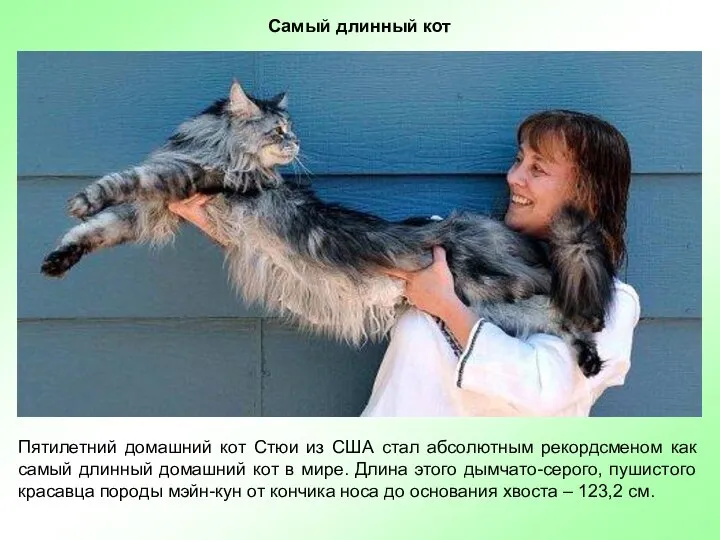 Самый длинный кот Пятилетний домашний кот Стюи из США стал абсолютным
