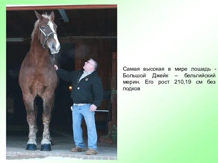 Самая высокая в мире лошадь - Большой Джейк – бельгийский мерин.