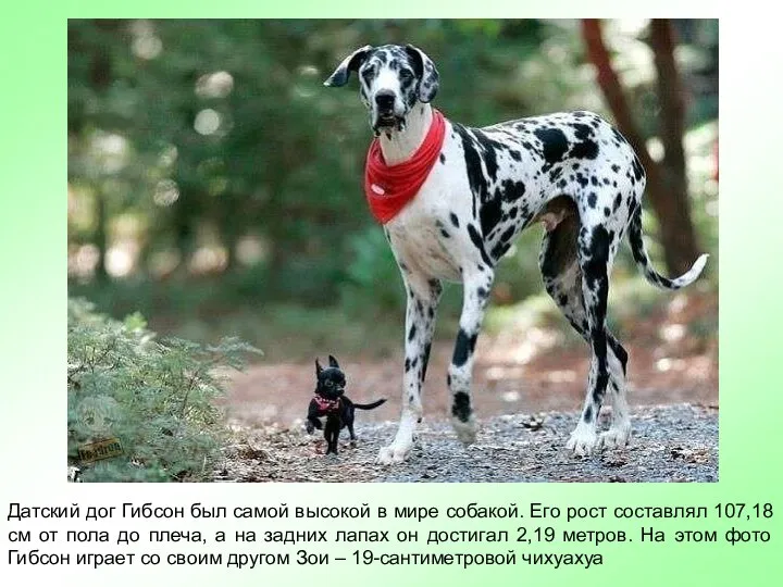 Датский дог Гибсон был самой высокой в мире собакой. Его рост