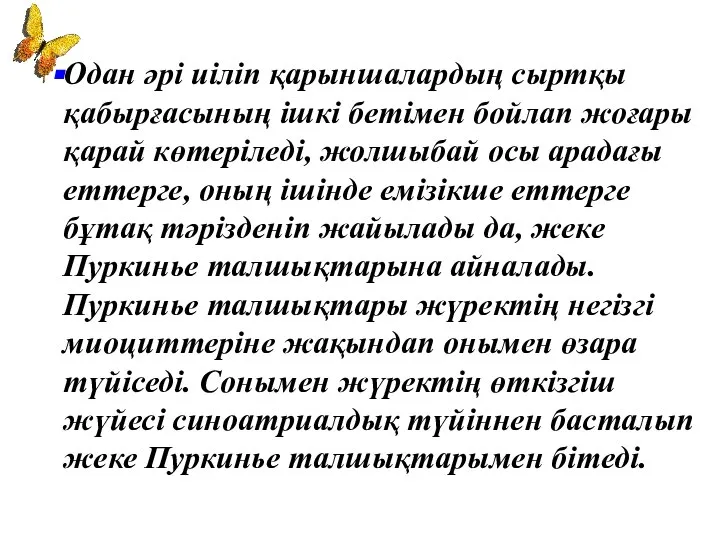 Одан әрі иіліп қарыншалардың сыртқы қабырғасының ішкі бетімен бойлап жоғары қарай