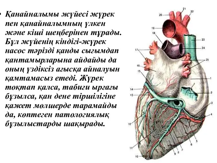 Қанайналымы жүйесі жүрек пен қанайналымның үлкен және кіші шеңберінен тұрады. Бұл