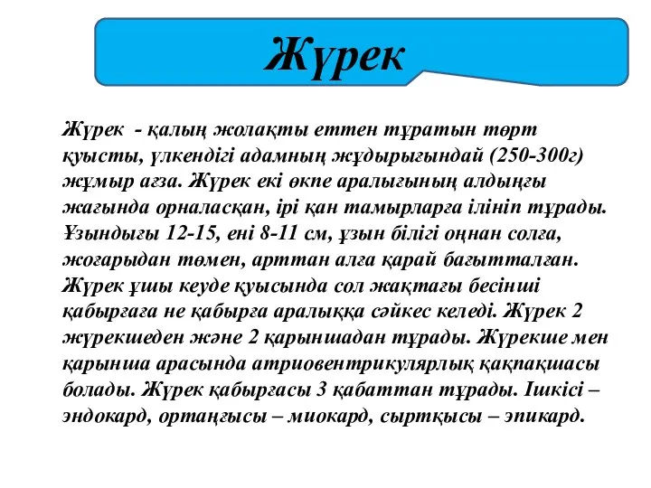 Жүрек - қалың жолақты еттен тұратын төрт қуысты, үлкендігі адамның жұдырығындай