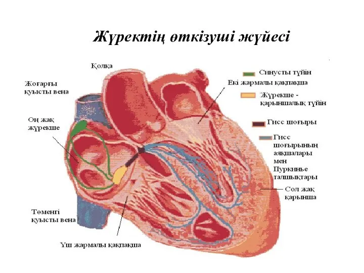 Жүректің өткізуші жүйесі