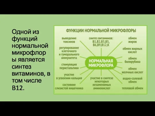 Одной из функций нормальной микрофлоры является синтез витаминов, в том числе B12.