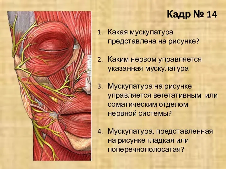 Кадр № 14 Какая мускулатура представлена на рисунке? Каким нервом управляется