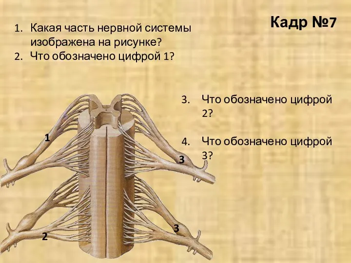 Кадр №7 Какая часть нервной системы изображена на рисунке? Что обозначено