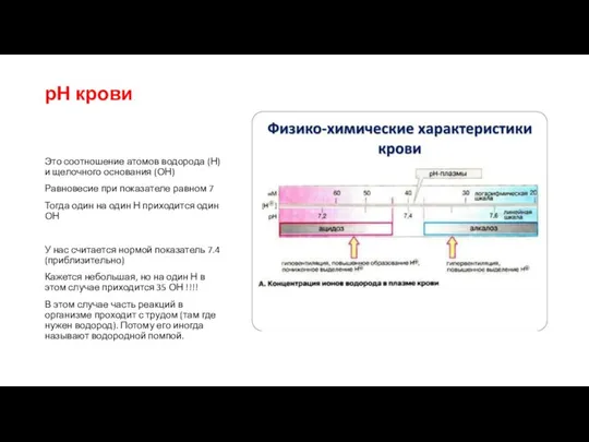 рН крови Это соотношение атомов водорода (Н) и щелочного основания (ОН)