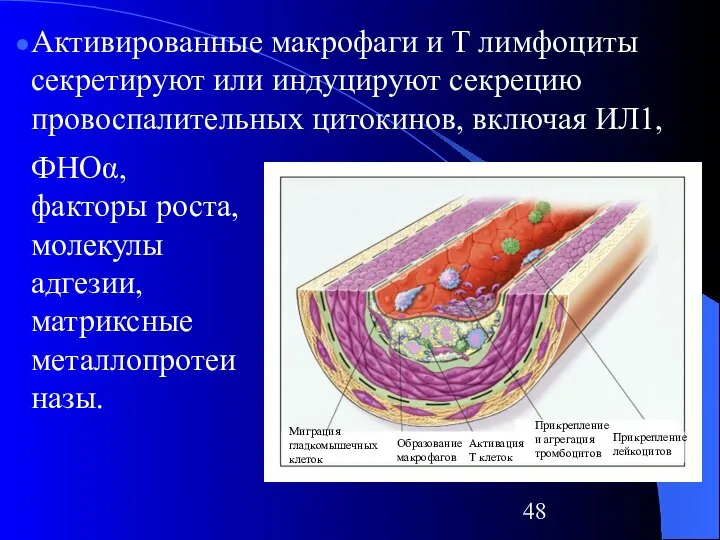 Миграция гладкомышечных клеток Образование макрофагов Активация Т клеток Прикрепление и агрегация