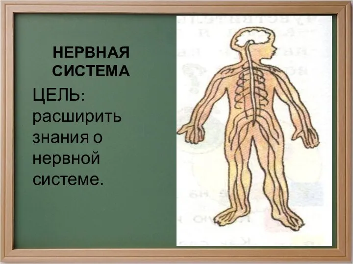 НЕРВНАЯ СИСТЕМА ЦЕЛЬ: расширить знания о нервной системе.