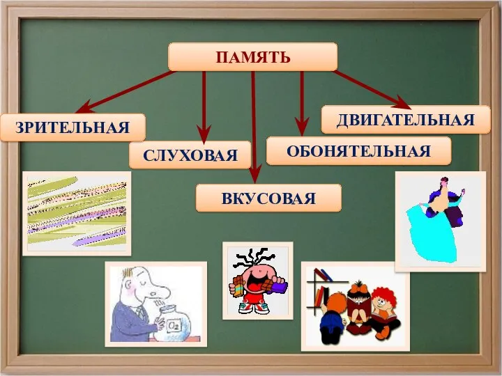 СЛУХОВАЯ ЗРИТЕЛЬНАЯ ВКУСОВАЯ ОБОНЯТЕЛЬНАЯ ДВИГАТЕЛЬНАЯ ПАМЯТЬ