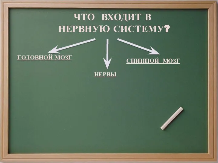 ЧТО ВХОДИТ В НЕРВНУЮ СИСТЕМУ? ГОЛОВНОЙ МОЗГ СПИННОЙ МОЗГ НЕРВЫ